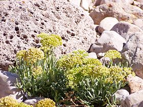 Crithmum maritimum