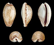 Erosaria labrolineata (Lined-lip Cowry), Shell