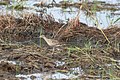 Little curlew