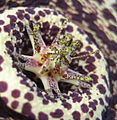 Detail gynostegia Orbea variegata