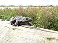 Dark specimen, habitat at background