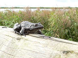 Mycket mörkt brun individ vid kanten av Lauwersmeer, Nederländerna