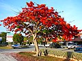 Image 8Royal Poinciana tree in full bloom in the Florida Keys, an indication of South Florida's tropical climate (from Geography of Florida)