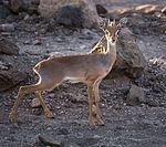 Salts dik-dik