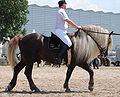 Black Forest horses are chestnut with flaxen although they may resemble silver dapples