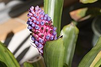 Aechmea cylindrata