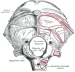 Il·lustració de l'occipital (cara exterior)