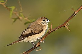 白喉文鳥 在 基賈迪亞鳥類保護區，賈姆訥格爾, 印度