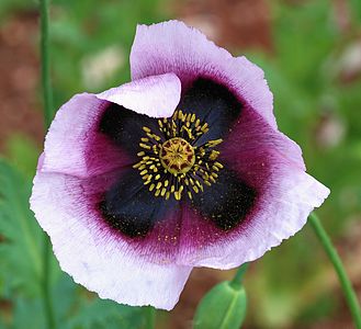 Papaver somniferum, by Joaquim Alves Gaspar