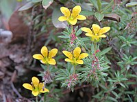 Saxifraga filicaulis