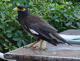 Acridotheres tristis1.jpg