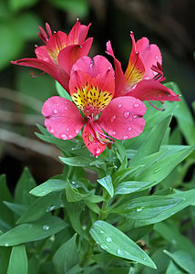 Alstroemeria x hybrida, by Muhammad Mahdi Karim