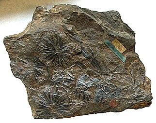 Dedaunan (Annularia) dari Calamites