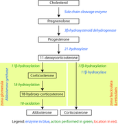 Corticosteroid biosynthetic pathway in the rat, showing reaction catalyzed by 3β-HSD (second arrow from the top).