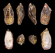 Crassostrea gigas (Ostreida)