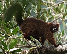 A red-bellied lemur stands on a branch, rubbing his rump against some smaller branches.