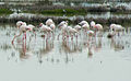 Flamants roses à Sebkha Sijoumi