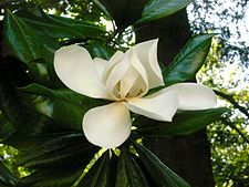 Magnolia