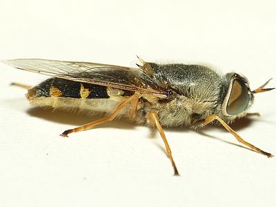 Grote moeraswapenvlieg Odontomyia ornata