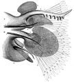 Chaetae of a polychaete worm