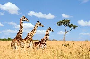 Trois girafes photographiées dans la réserve nationale du Masai Mara, au sud-ouest du Kenya. (définition réelle 4 256 × 2 832)