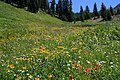 Helenium bigelovii in mountain meadow