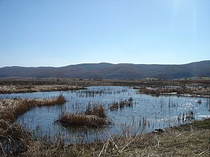 Глетка на бара во Катлановското Блато