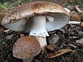 Cacaforra viñosa (Amanita rubescens).