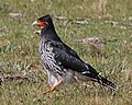 Carunculated caracara