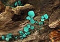 81 Chlorociboria-aeruginascens uploaded by Holleday, nominated by Citron