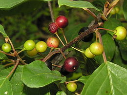 Paprastasis šaltekšnis (Frangula alnus)