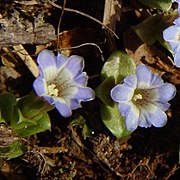 Gentiana laeviuscula