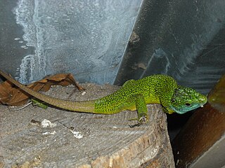 Lézard vert (Lacerta bilineata), près de Thônes (Haute-Savoie, 2009).