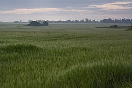 Rammututid odra põllul