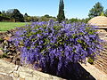 Petrea volubilis