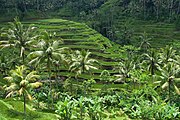 Rice terraces in Bali