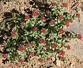 Rosy sedum (Sedum rosea) clump