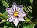 Flor con corola de 7 lóbulos