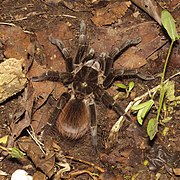 Tarantula (Tarantula)