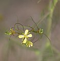 Tumble-mustard yellow flower & new pods close