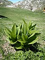 Veratrum album