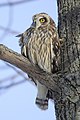 Short-eared Owl