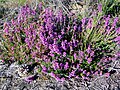 Bell heather, Haute-Chaume road, plot 130, in active restoration area