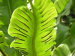 Soroj sur la malsupra folio de cervolanga asplenio (Asplenium scolopendrium)