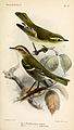 Phylloscopus humei, Hume's Leaf-warbler (below); and Phylloscopus subviridis, Brooks's Leaf-warbler (above)