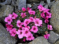 Saxifraga × poluanglica