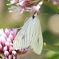 Sitochroa palealis