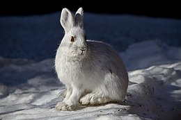 Amerikinis baltasis kiškis (Lepus americanus)