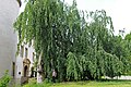 Druurbueche im Park vum Schloss Suessem