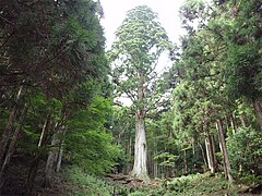 Taro-sugi am Amagi